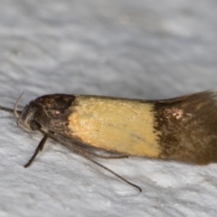 Rhadinoloba (genus) at Melba, ACT - 23 Oct 2021 11:02 PM