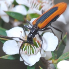 Stenoderus suturalis (Stinking Longhorn) at Tidbinbilla Nature Reserve - 27 Dec 2021 by Harrisi