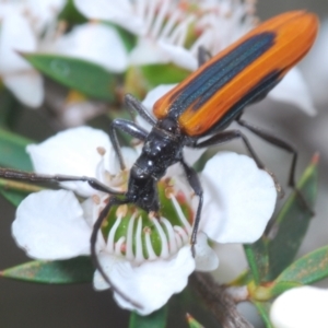 Stenoderus suturalis at Paddys River, ACT - 27 Dec 2021 02:29 PM