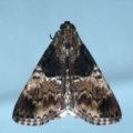 Orthaga thyrisalis at Ainslie, ACT - 26 Dec 2021