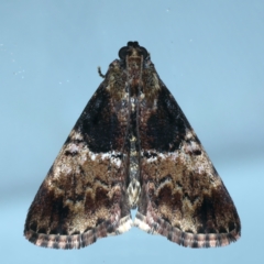 Orthaga thyrisalis (Teatree Web Moth) at Ainslie, ACT - 26 Dec 2021 by jb2602