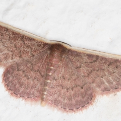 Idaea inversata (Purple Wave) at Melba, ACT - 23 Oct 2021 by kasiaaus