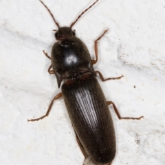 Monocrepidius (genus) (Click beetle) at Melba, ACT - 23 Oct 2021 by kasiaaus