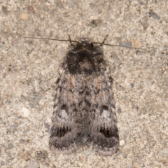 Thoracolopha verecunda (A Noctuid moth (Acronictinae)) at Melba, ACT - 23 Oct 2021 by kasiaaus