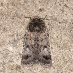 Thoracolopha verecunda at Melba, ACT - 23 Oct 2021 10:57 PM