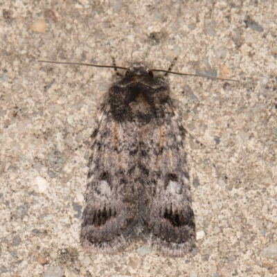 Thoracolopha verecunda (A Noctuid moth (Acronictinae)) at Melba, ACT - 23 Oct 2021 by kasiaaus