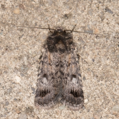 Thoracolopha verecunda (A Noctuid moth (Acronictinae)) at Melba, ACT - 23 Oct 2021 by kasiaaus