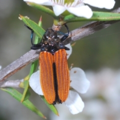 Castiarina nasuta (A jewel beetle) at Tidbinbilla Nature Reserve - 27 Dec 2021 by Harrisi