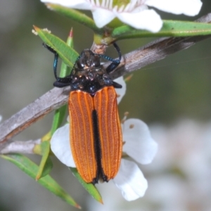 Castiarina nasuta at Paddys River, ACT - 27 Dec 2021