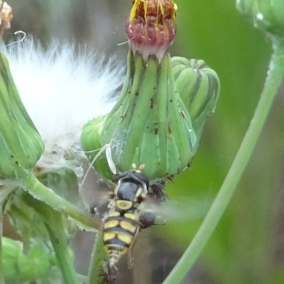 Simosyrphus grandicornis (Common hover fly) at Cotter Reserve - 27 Dec 2021 by GirtsO