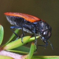 Castiarina erythroptera (Lycid Mimic Jewel Beetle) at Paddys River, ACT - 27 Dec 2021 by Harrisi