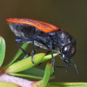 Castiarina erythroptera at Paddys River, ACT - 27 Dec 2021 02:27 PM