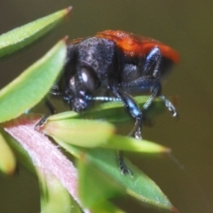 Castiarina erythroptera at Paddys River, ACT - 27 Dec 2021 02:27 PM