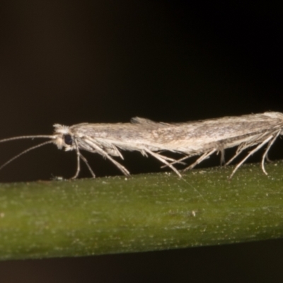 Tineola bisselliella (Webbing Clothes Moth) at Melba, ACT - 23 Oct 2021 by kasiaaus