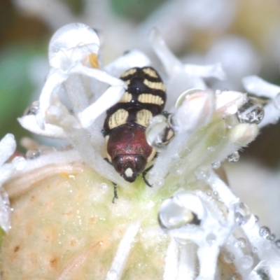 Castiarina decemmaculata (Ten-spot Jewel Beetle) at Tidbinbilla Nature Reserve - 27 Dec 2021 by Harrisi