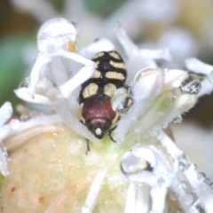 Castiarina decemmaculata (Ten-spot Jewel Beetle) at Paddys River, ACT - 27 Dec 2021 by Harrisi