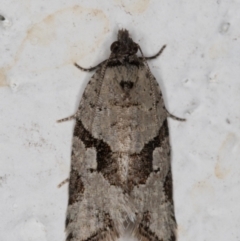 Merophyas therina (a Tortrix Moth) at Melba, ACT - 23 Oct 2021 by kasiaaus