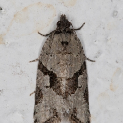 Merophyas therina (a Tortrix Moth) at Melba, ACT - 24 Oct 2021 by kasiaaus