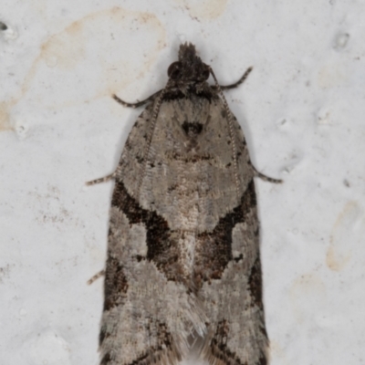 Merophyas therina (a Tortrix Moth) at Melba, ACT - 24 Oct 2021 by kasiaaus