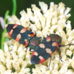 Castiarina sexplagiata (Jewel beetle) at Tidbinbilla Nature Reserve - 26 Dec 2021 by Harrisi