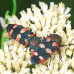 Castiarina sexplagiata (Jewel beetle) at Paddys River, ACT - 27 Dec 2021 by Harrisi