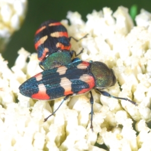 Castiarina sexplagiata at Paddys River, ACT - 27 Dec 2021