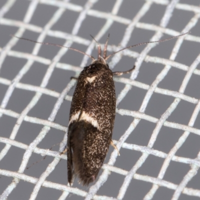 Leistomorpha brontoscopa (A concealer moth) at Melba, ACT - 24 Oct 2021 by kasiaaus