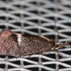 Leistomorpha brontoscopa at Melba, ACT - 24 Oct 2021 08:00 AM