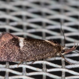 Leistomorpha brontoscopa at Melba, ACT - 24 Oct 2021