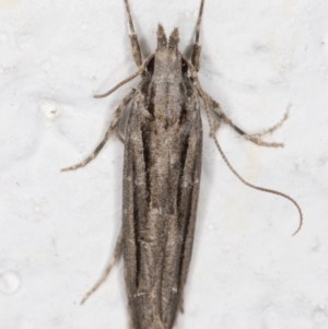 Leptozestis and Trachydora (genera) at Melba, ACT - 24 Oct 2021