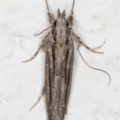 Leptozestis and Trachydora (genera) (A cosmet moth) at Melba, ACT - 24 Oct 2021 by kasiaaus