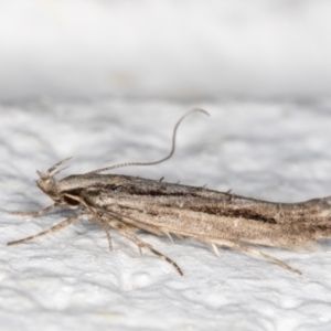 Leptozestis and Trachydora (genera) at Melba, ACT - 24 Oct 2021 09:40 PM