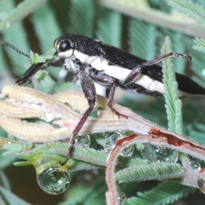 Rhinotia sp. (genus) (Unidentified Rhinotia weevil) at Tidbinbilla Nature Reserve - 27 Dec 2021 by Harrisi