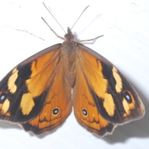 Heteronympha merope at Paddys River, ACT - 27 Dec 2021