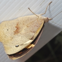 Heteronympha merope at Paddys River, ACT - 27 Dec 2021