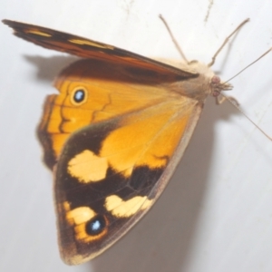 Heteronympha merope at Paddys River, ACT - 27 Dec 2021