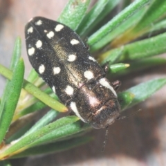 Diphucrania duodecimmaculata (12-spot jewel beetle) at Cavan, NSW - 26 Dec 2021 by Harrisi