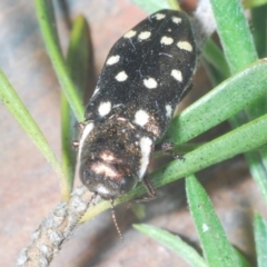 Diphucrania duodecimmaculata at Cavan, NSW - 26 Dec 2021