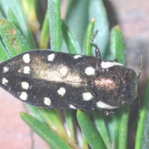 Diphucrania duodecimmaculata at Cavan, NSW - 26 Dec 2021