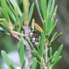Diphucrania duodecimmaculata at Cavan, NSW - 26 Dec 2021