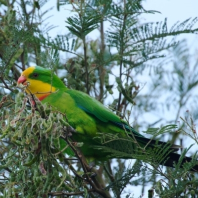 Polytelis swainsonii (Superb Parrot) at Forde, ACT - 27 Dec 2021 by regeraghty