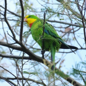 Polytelis swainsonii at Forde, ACT - 27 Dec 2021