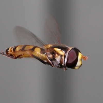 Unidentified Hover fly (Syrphidae) at Wellington Point, QLD - 24 Dec 2021 by TimL
