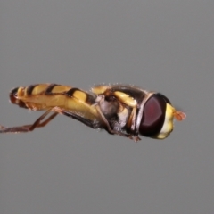 Simosyrphus grandicornis at Wellington Point, QLD - suppressed