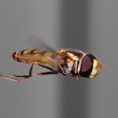 Simosyrphus grandicornis at Wellington Point, QLD - suppressed