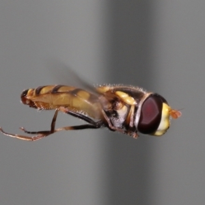 Simosyrphus grandicornis at Wellington Point, QLD - 24 Dec 2021