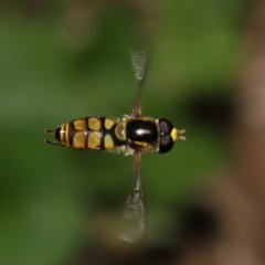 Simosyrphus grandicornis at Wellington Point, QLD - suppressed