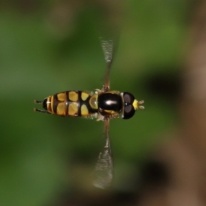 Simosyrphus grandicornis at Wellington Point, QLD - 24 Dec 2021