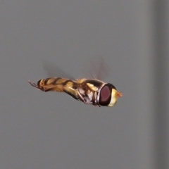 Simosyrphus grandicornis at Wellington Point, QLD - 24 Dec 2021