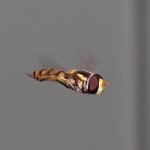 Simosyrphus grandicornis at Wellington Point, QLD - suppressed